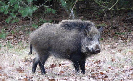 Wildschwein Foto: M. Weirauch