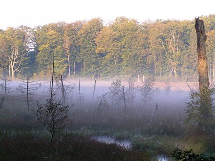 Waldmoor im Nebel