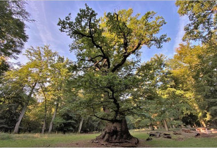 50. Nationalerbe-Baum - Ivenacker Methusalem-Eiche
