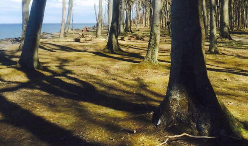 Gespensterwald Nienhagen
