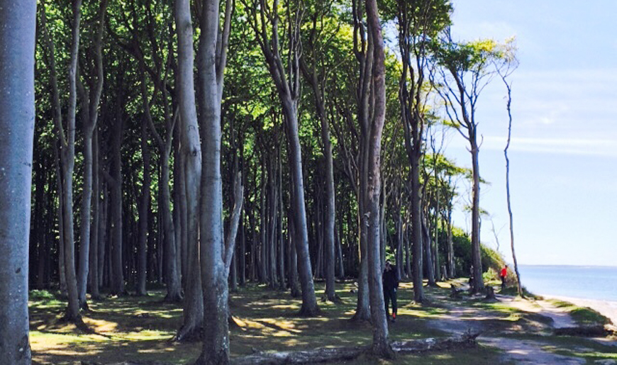 Gespensterwald Nienhagen