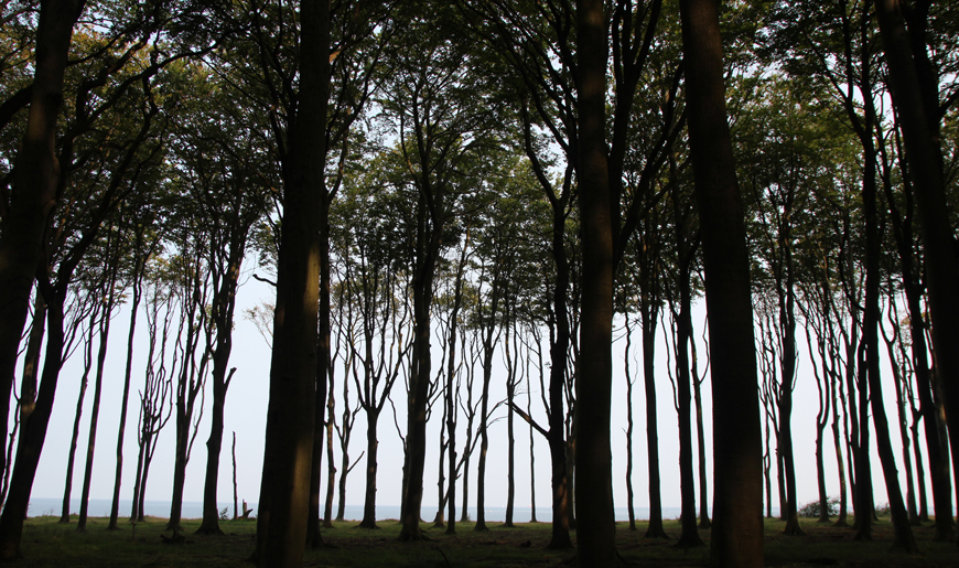 Gespensterwald Nienhagen