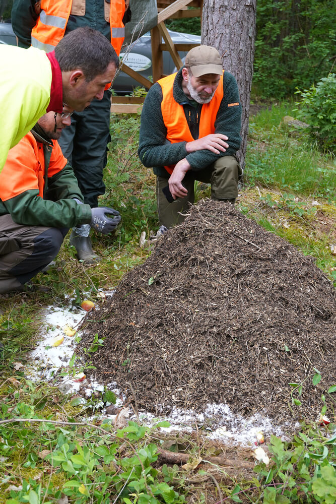 waldameisen-artenschutz