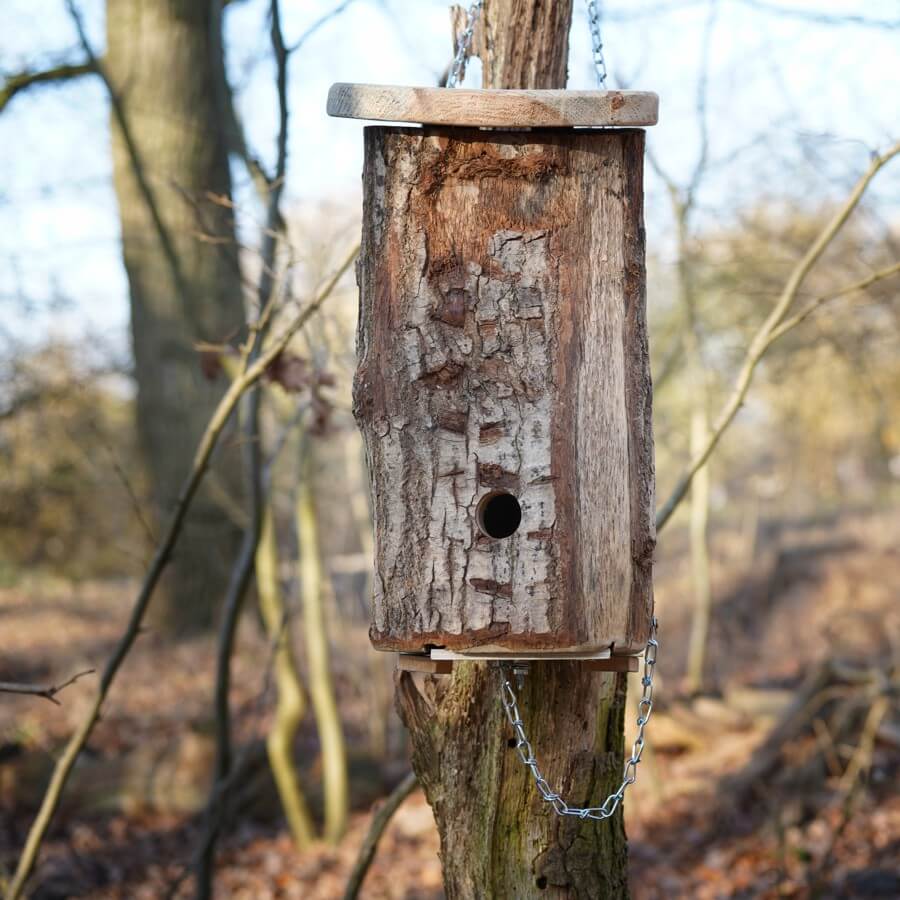 fledermausquartier im wald fledermausquartier im wald