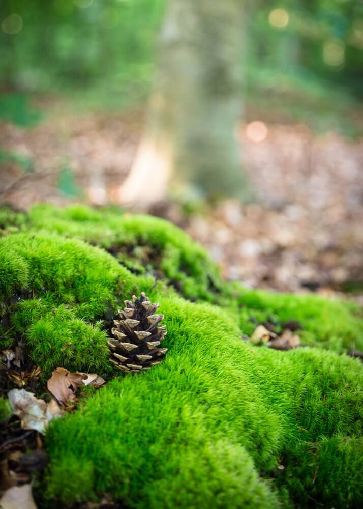 Bild Erhebungen zum Waldbodenzustand