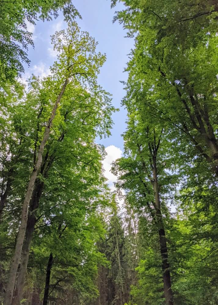 Praxisversuche für den Waldbau