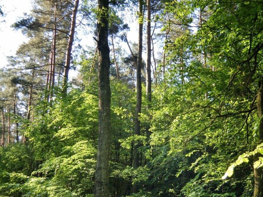 Forsteinrichtung Forsteinrichtung