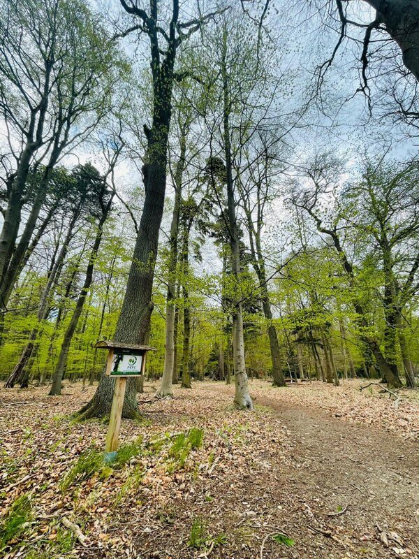 wald-schildfeld