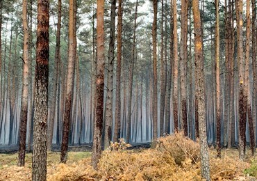 Waldbrandschutz