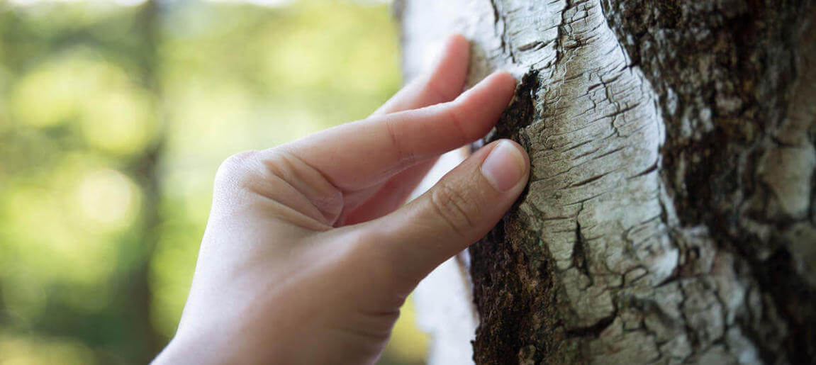 Finger an der Borke eines Baumes