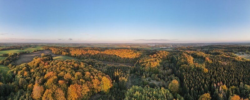 Waldpanorama