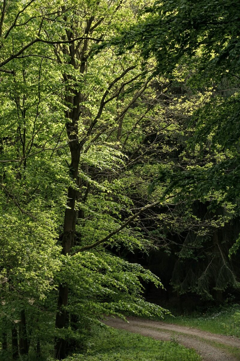 waldweg