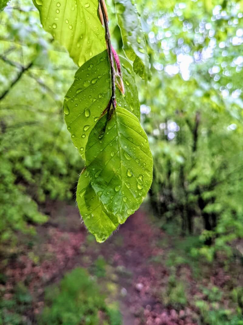 Buchenblatt