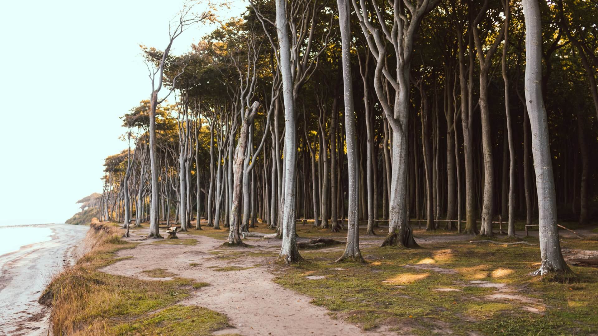 header-gespensterwald