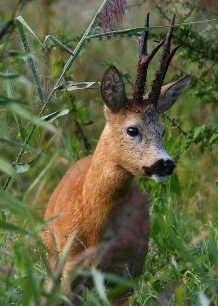 Bild jagdverpachtung