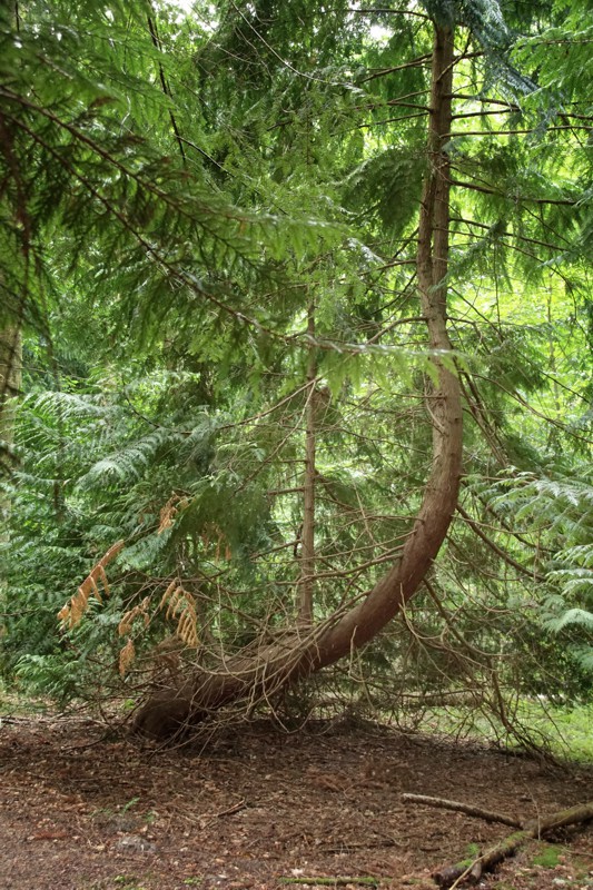 Erbsland Erbsland