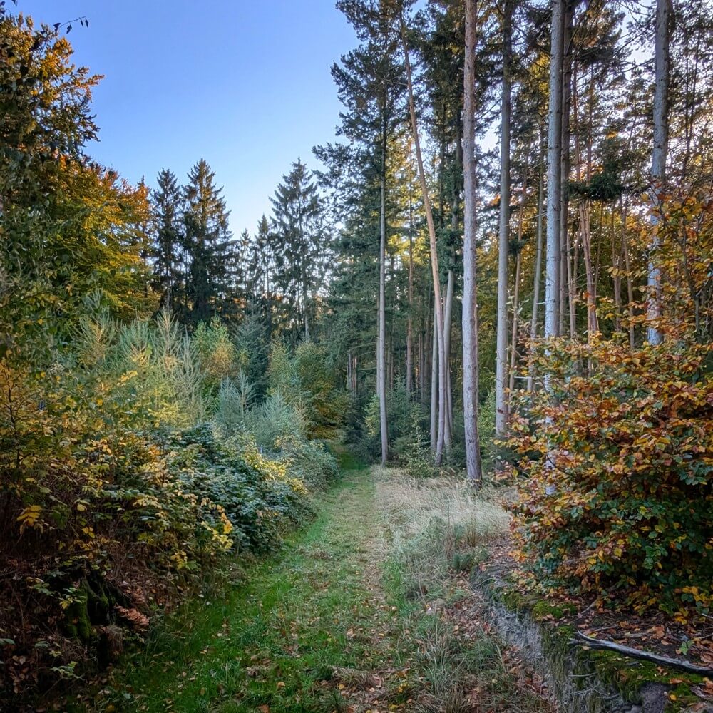 panstorfer-forst