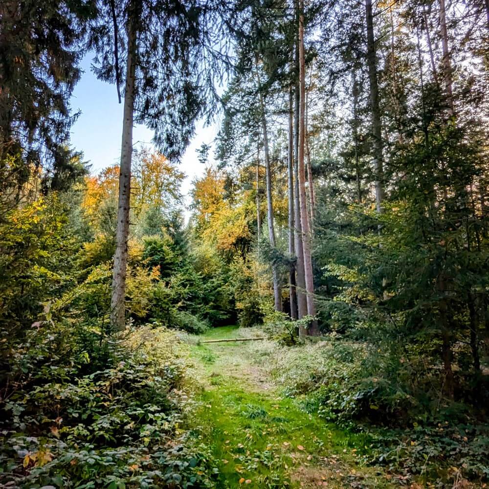 panstorfer-forst