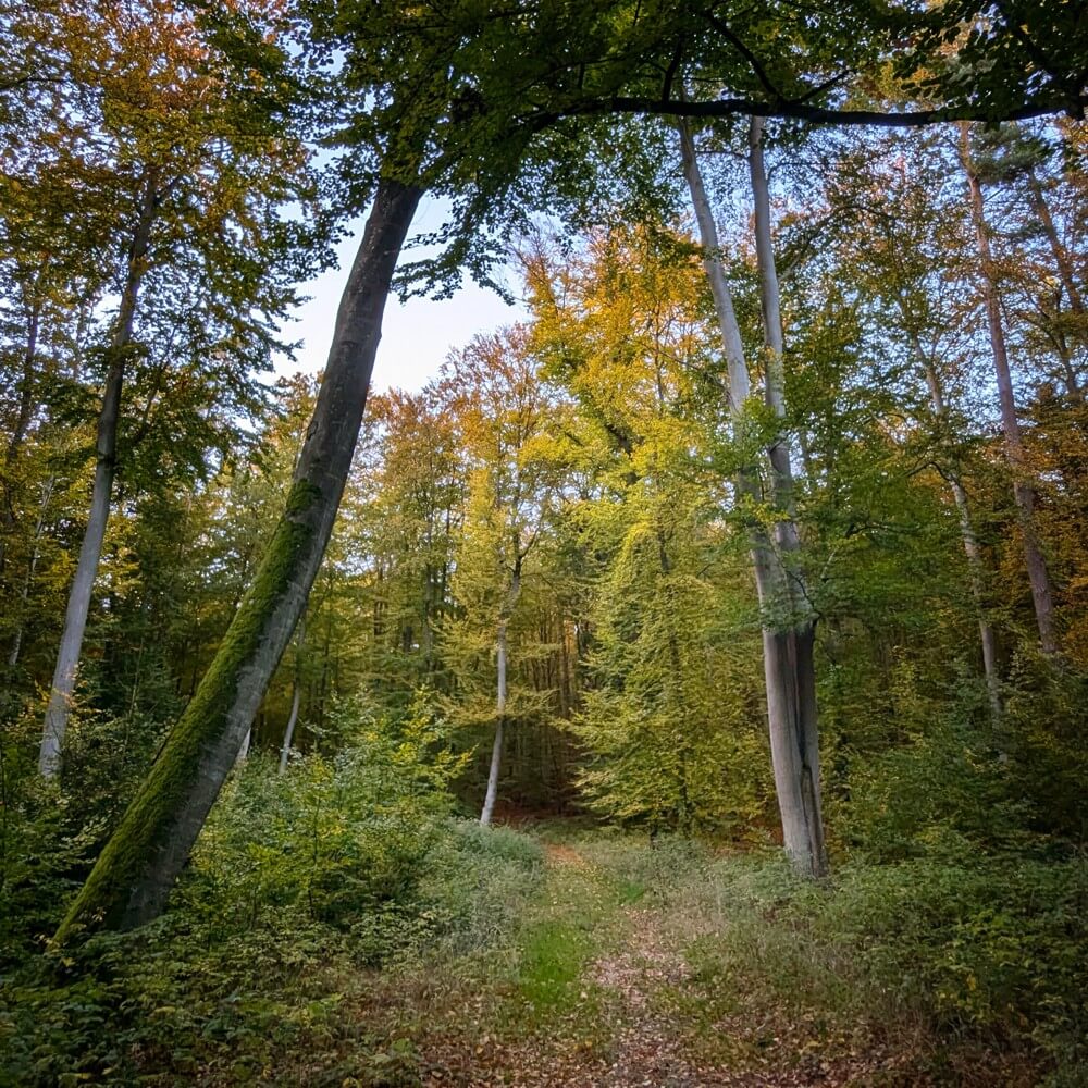 panstorfer-forst