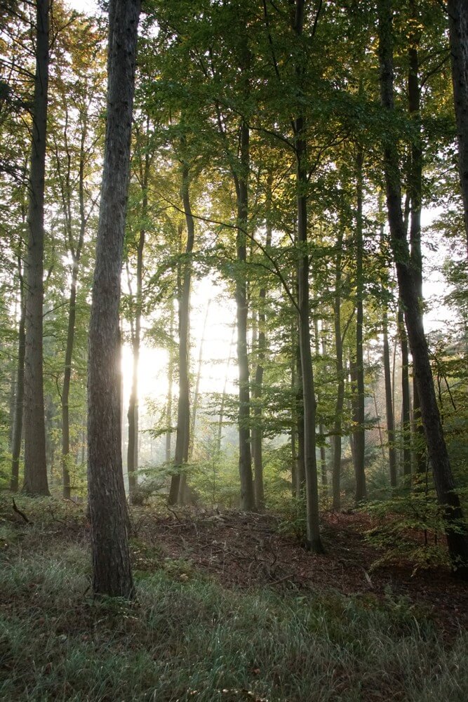 wald-oekosysrtem