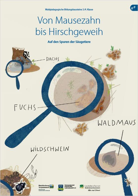 Mausezahn bis Hirschgeweih