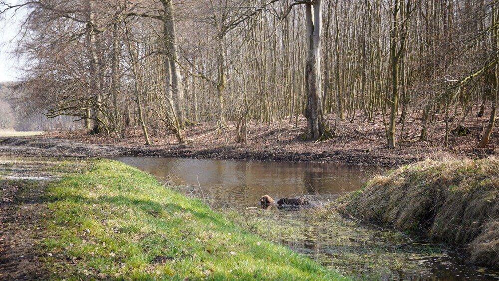 moor-luettwisch moor-luettwisch