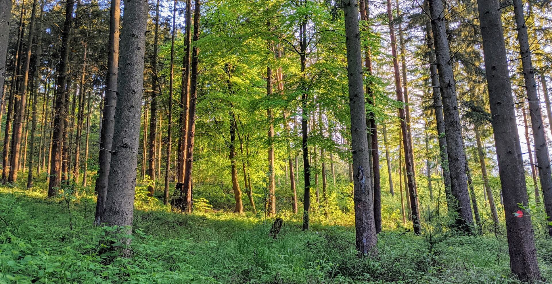 untersuchungen-waldwachstum